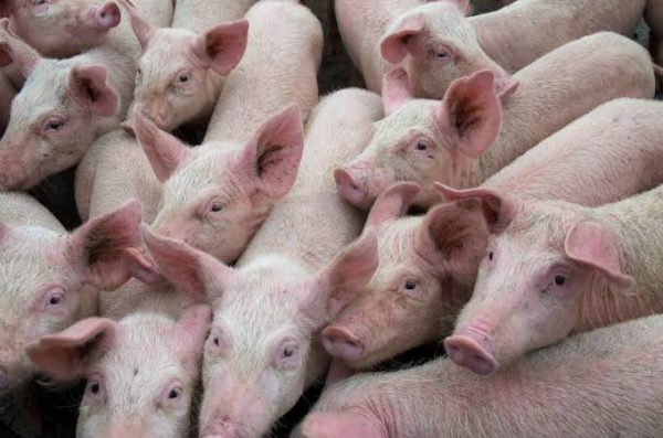 Where to Sell Pigs in South Africa