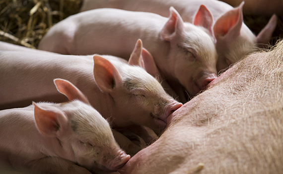 Management Piglets from Birth to Weaning