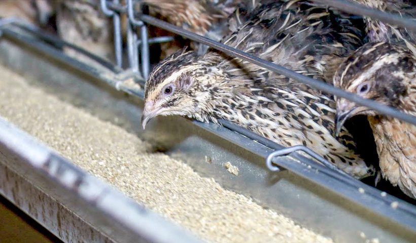 quail farming south africa