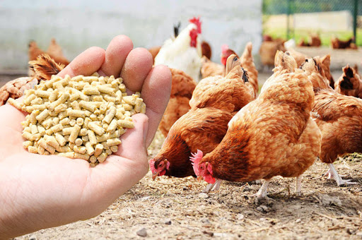 How to save on chicken feed South Africa