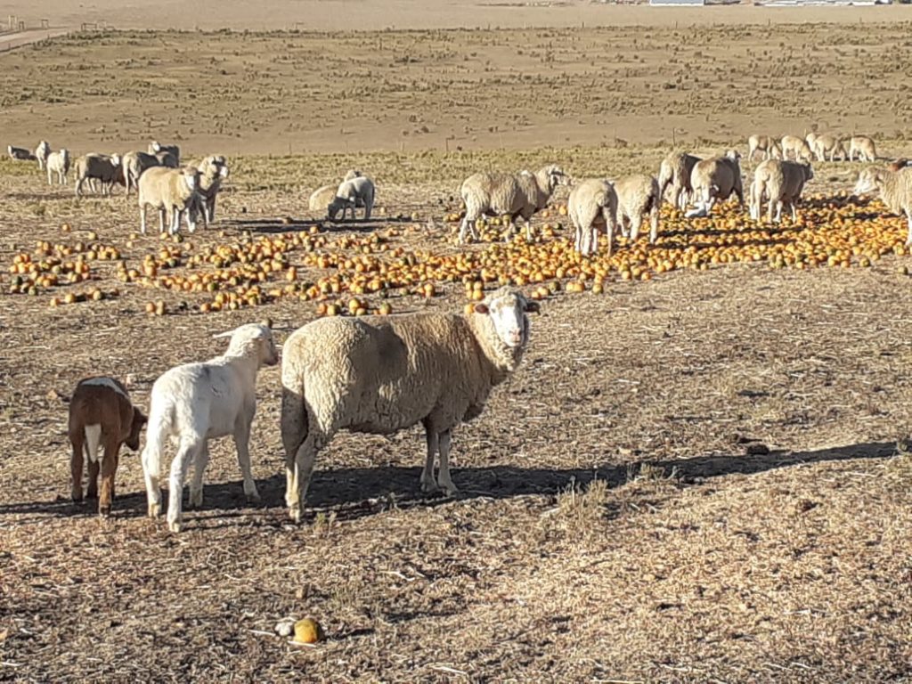 Farming in South Africa - Types of Farming