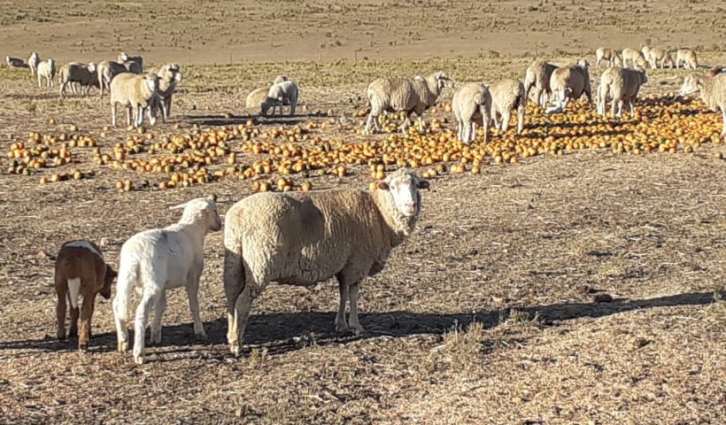 Sheep enjoying gem squash