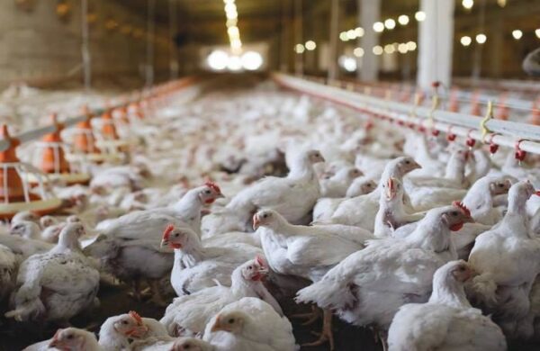 Most asked questions chicken farming