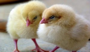 Chicken Diseases and Treatments