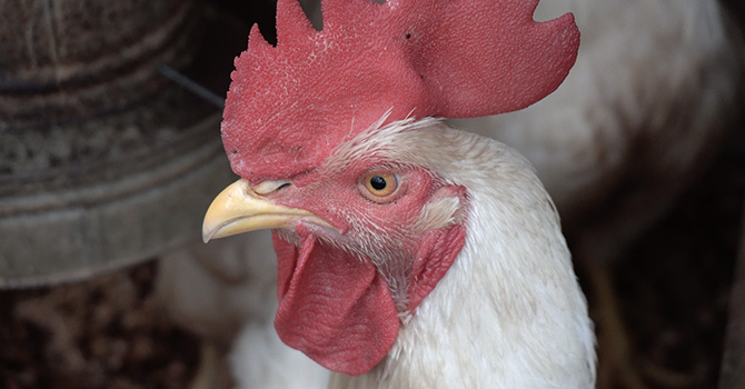 100 Most Popular Questions when Farming with Chickens