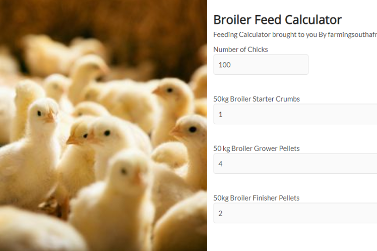 Chicken Feeding Calculator South Africa