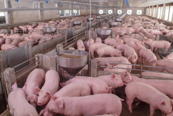 Pig Farming South Africa - Learn from Mistakes - Farming South Africa