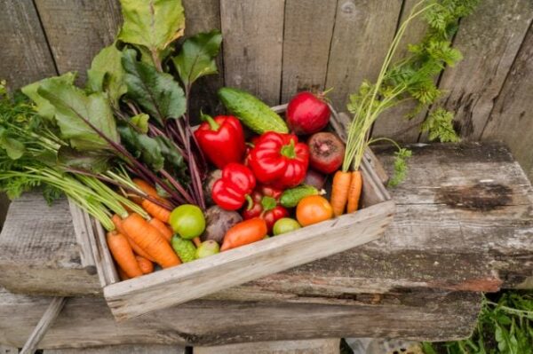 vegetable farming business plan in south africa