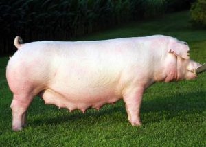 Best Pig Breed to Farm with in South Africa