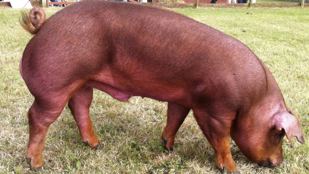  Duroc Pig Farming in South Africa What is the best Pigs to Farm with in South Africa
