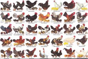 Chicken Breeds in South Africa