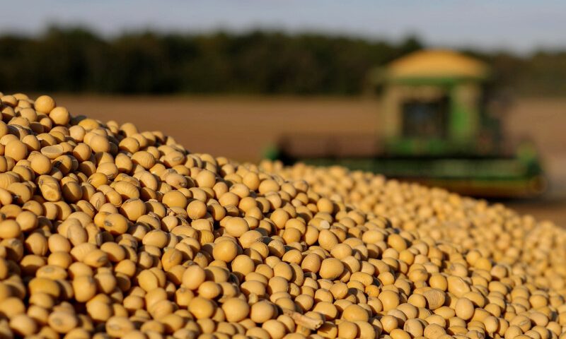How to Grow Soybeans in South Africa