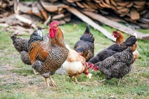 How to start a Chicken Farming Business - Farming in South Africa
