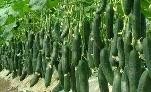 Cucumber farming south africa