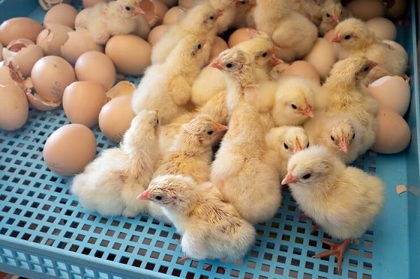 How to Incubate Chicken Eggs in 4 Steps