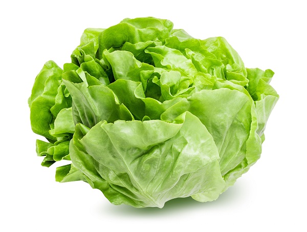 Lettuce is easy to grow and very profitable