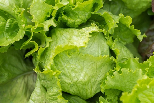 Lettuce is easy to grow and very profitable