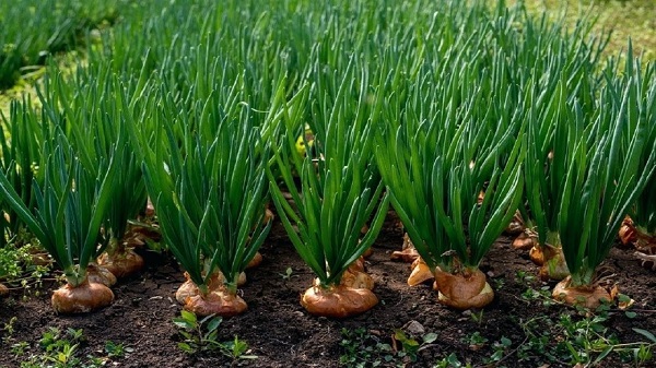 Onion Farming in South Africa