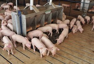 Pig Farming South Africa - Free pig plan