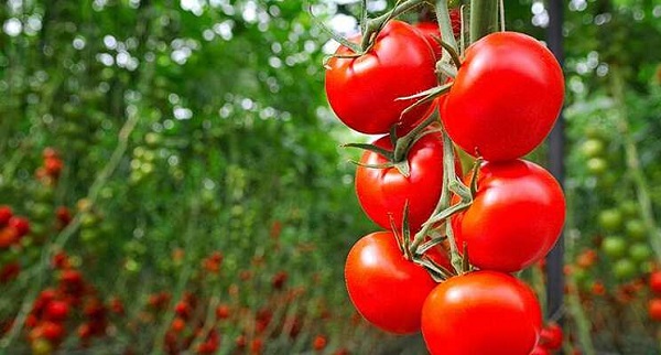 How to grow the best tomatoes -Farming with tomatoes in South Africa