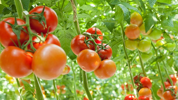 Tomato Farming - Guide to Success