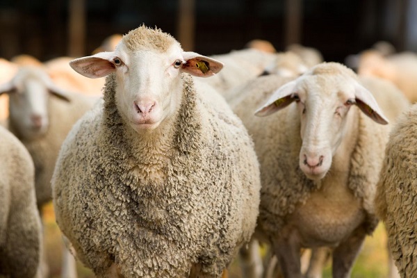 What to look at when starting a Sheep Farming Business -Sheep Farming South Africa - How to start