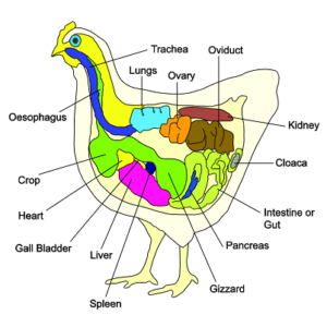 Anatomy and Physiology of the Chicken