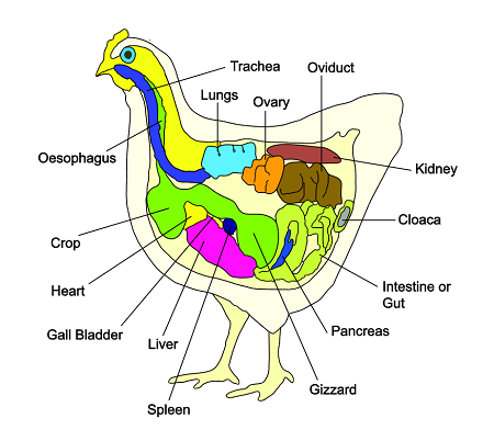 Anatomy and Physiology of the Chicken