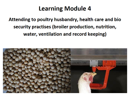 Attending to Poultry Husbandry
