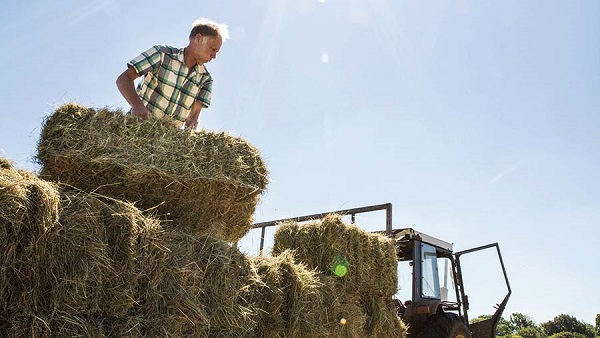 20 Steps to Help You Start a Farm in South Africa