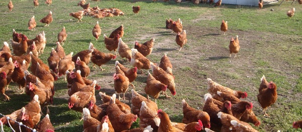 How Many Chickens Do You Need To Make A Profit - Farming South Africa