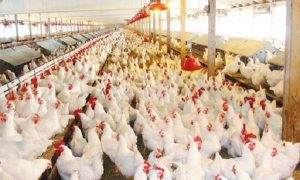 Farming South Africa - How to Keep Your Chickens Making Money All Year