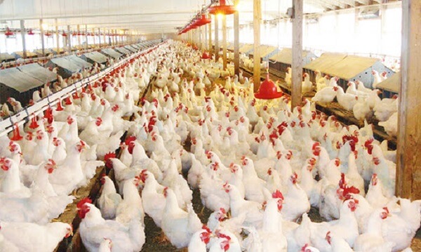 100 Most Popular Questions when Farming with Chickens