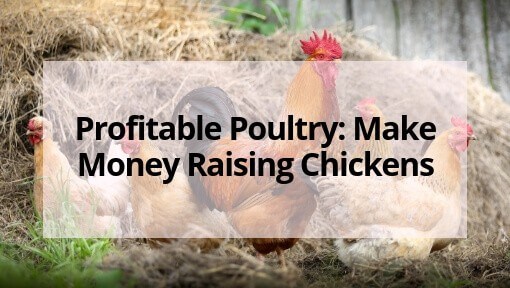 Farming South Africa - How to Keep Your Chickens Making Money All Year
