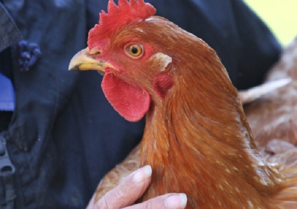 How to check your chickens Farming South Africa