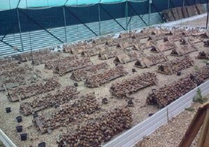 How to start a profitable Snail farm in South Africa - Farming in South ...