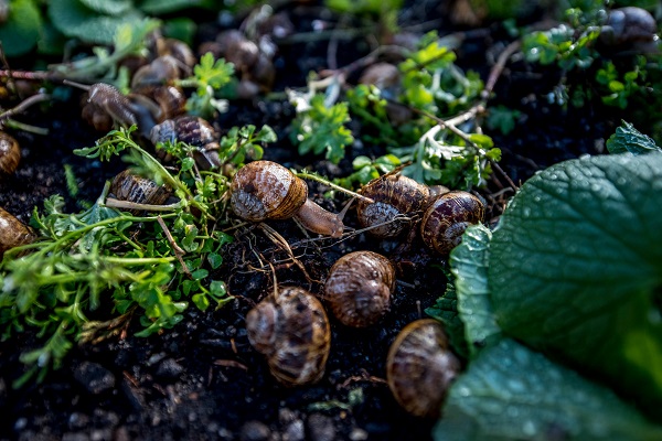 How to start a profitable Snail farm in South Africa