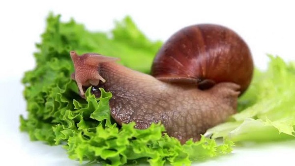 How to start a profitable Snail farm in South Africa
