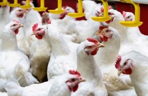 Broiler Chickens