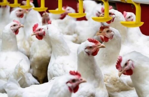 Management of Growing Chickens
