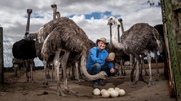 Ostrich Farming South Africa 1