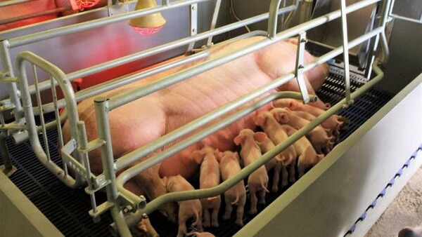 Key Factors for Successful Pig Farming in South Africa