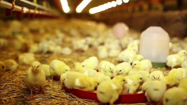 chicken farming south africa