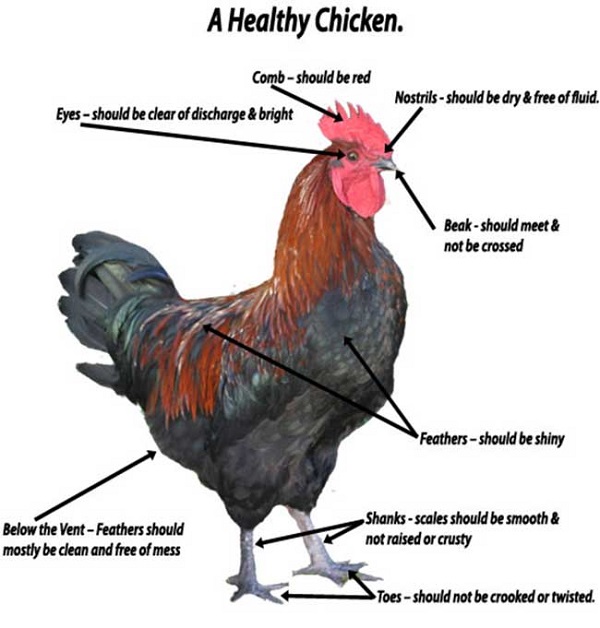 How to Inspect your Chickens for Good Health