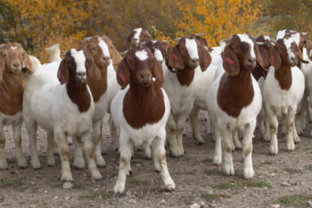 What you need to know about Goat Farming