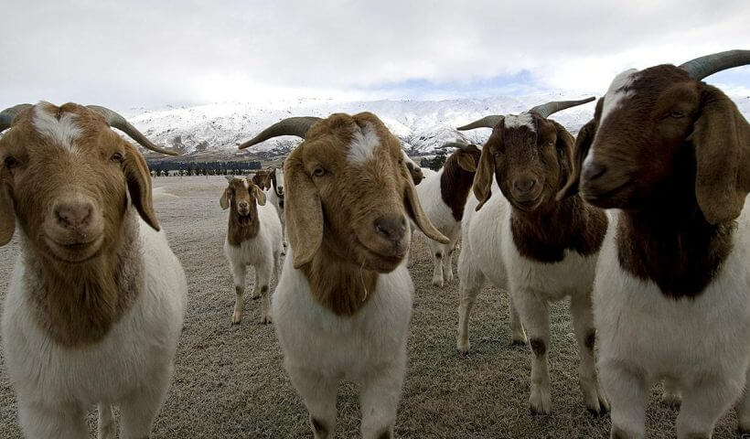 What you need to know about Goat Farming