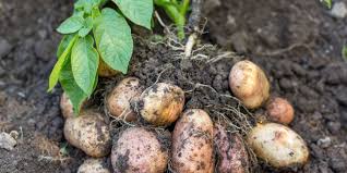 Stop Buying Potatoes and Farm your own