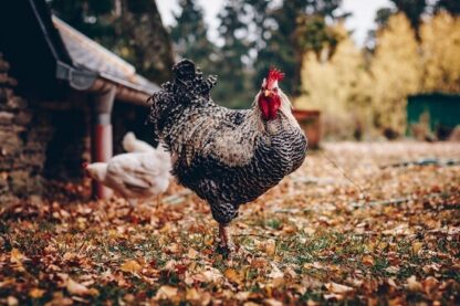Basic Rules for the Poultry Farmer