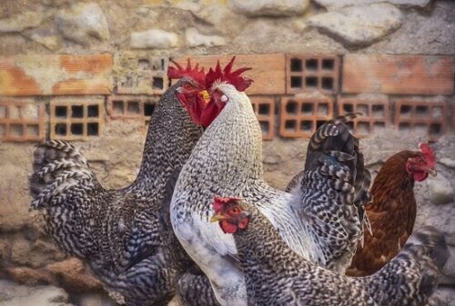 How to prevent Chicken Diseases