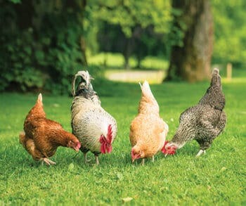 Understanding the Growth Timeline of Chickens